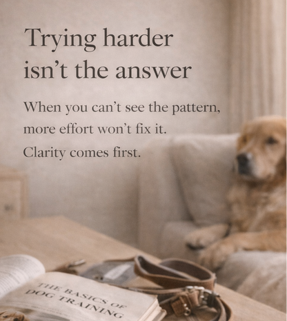 Why Your Dog Isn’t Getting Better