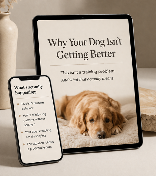 Why Your Dog Isn’t Getting Better