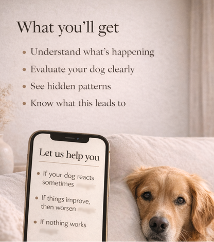 Why Your Dog Isn’t Getting Better